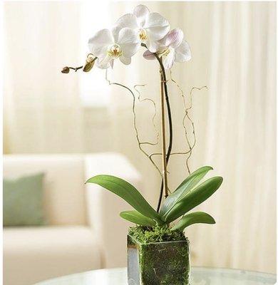 white orchid