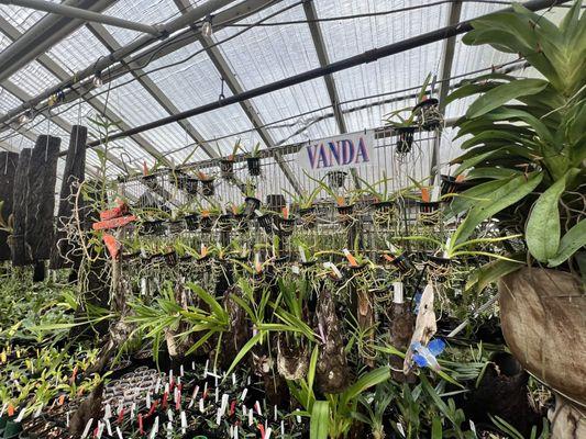 Vanda orchids in baskets