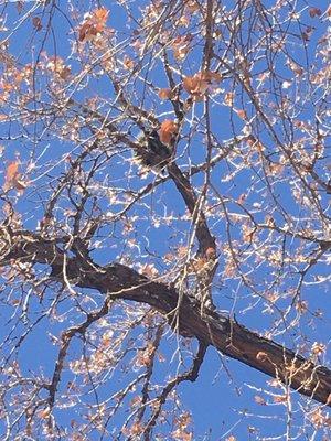 Porcupine in a tree