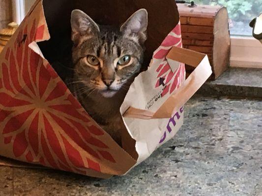 Bella in a paper bag A Patient at Redwood Animal Hospital