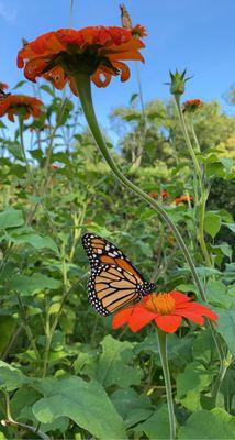 Monarch butterflies stopping by for snacks