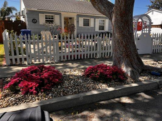 Here it is again along the city sidewalk under the tree Jose Abel Cancino trimmed.