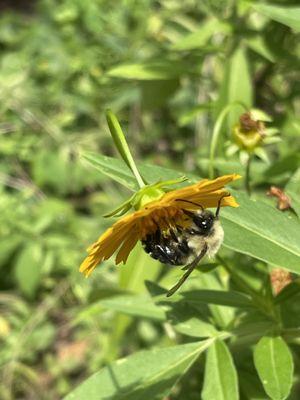 Bee on a flower