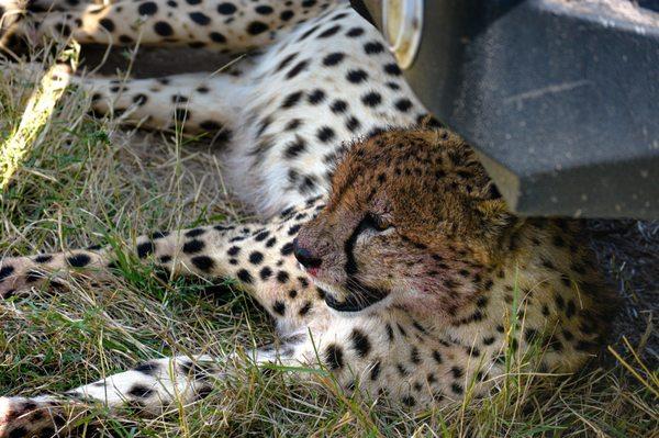 White Leopard