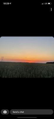 Doubting Thomas Farms rye field