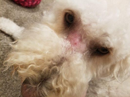 Our dog was also cut on the bridge of his snout, causing a lot of itching and scratching and overall discomfort.