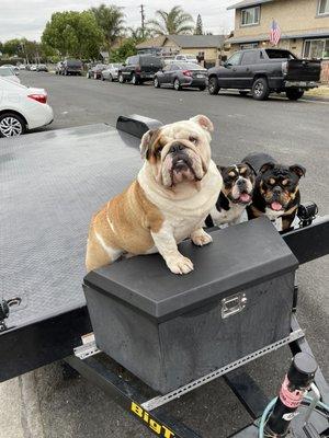 Kilo the English bulldog and his 2 daughters