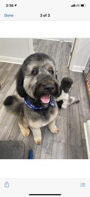 Sully just got his haircut and he looks and feels amazing!!!