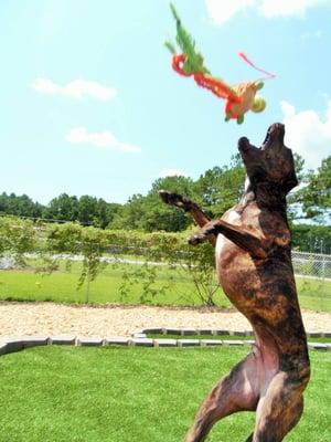 Fun in the play yard