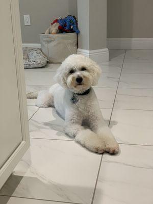 Milo waiting for a treat after being a good boy.  This is after his grooming.