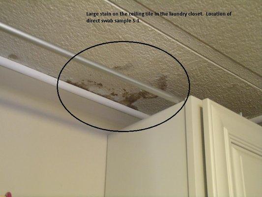 Visible water stain w/mold on the surface of a ceiling tile.