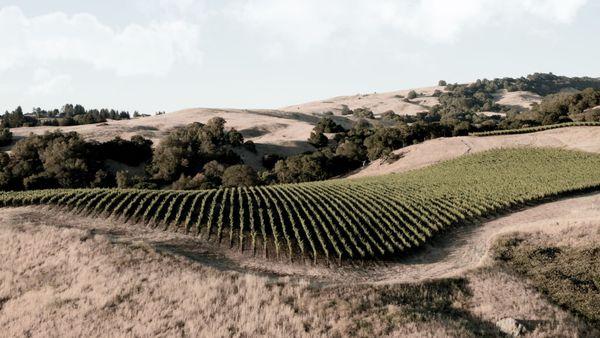 We work with over 16 vineyards and growers throughout coastal Northern California. From Santa Barbara north to Mendocino Coast.