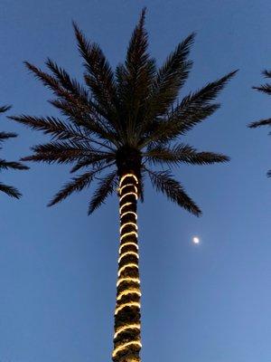 Palm tree.