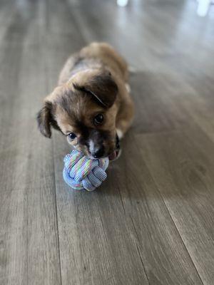 Little pup Hazel with her new dollar tree toy