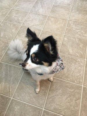 Fresh from his grooming with the always-complimentary bandana.