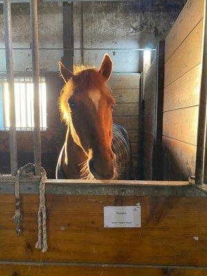 Pumpkin is the sweetest pony I've ever met!