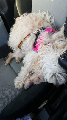 Lucy using Blossom snuggling in the front seat.