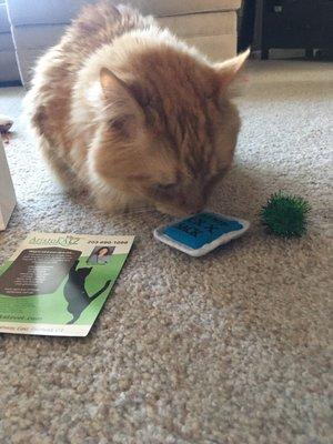 Finn checking out his goodie bag from AristoKatz!