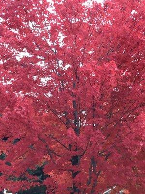 Beautiful Trees in the lot! You know Autumn is here!