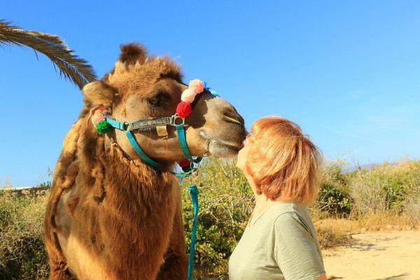 Camels are my talisman animal.