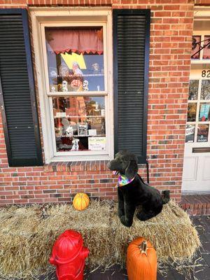 Canine Cookies N Cream Dog Bakery