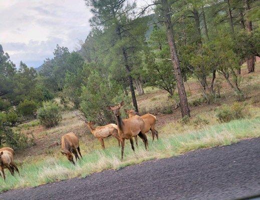 herd of elk