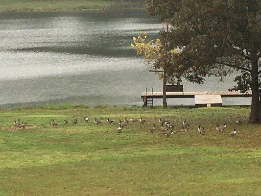 Geese on their travels south