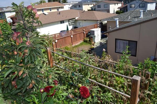 Terraced (sloping down) Veggie Garden