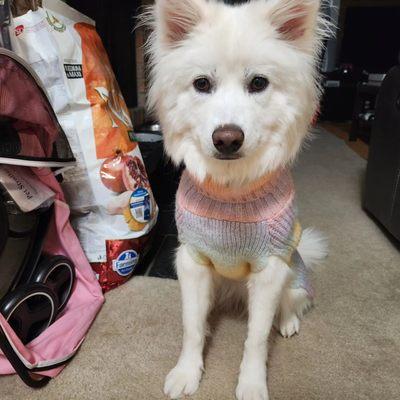 Zelda at home with new Mud Bay sweater.