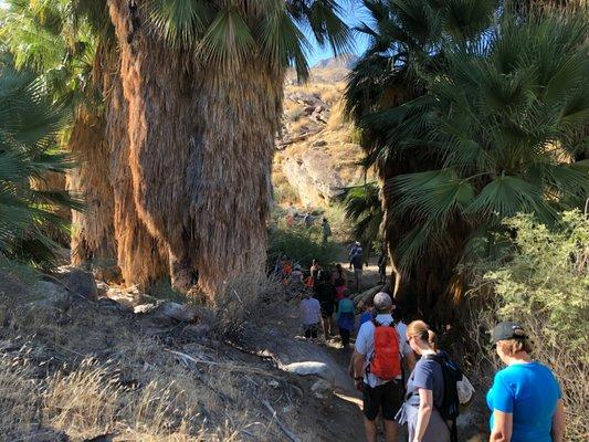 An incredible Palm Tree Oasis and running water await you on our Indian Canyons Bike and Hike