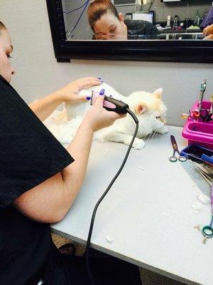 This Is Hannah grooming a cat!