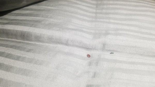 Bed bug found on bed 09/02/2019