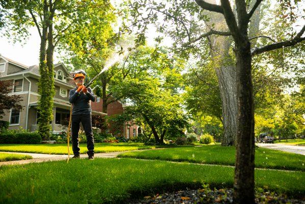 Applying antifungal spray to leaves