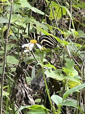 Zebra long wing