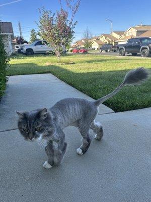 Lion cut