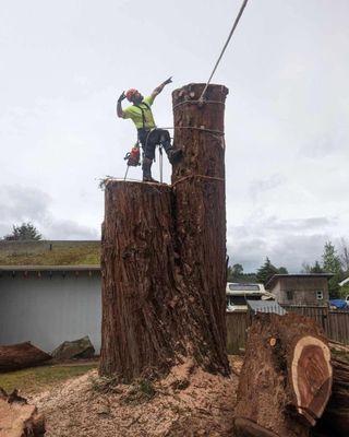 Above all tree care