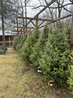 A selection of our precut Canaan Fir 2022