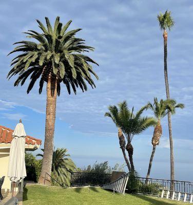 Rosewood Tree & Landscape