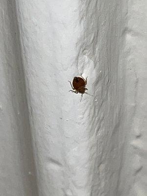 bed bug - still told no activity