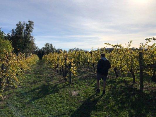 Vineyards open for strolling