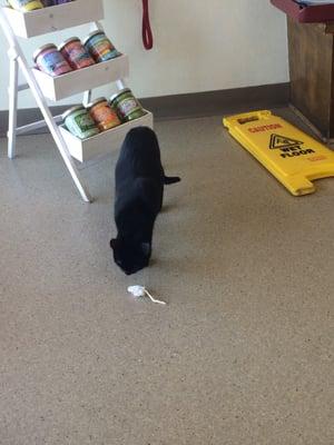 House cat playing w toy mouse