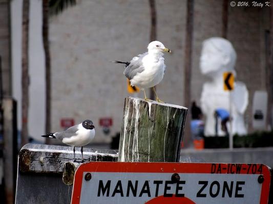 Resting Gulls.