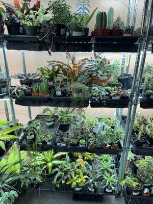 Great selection of plants