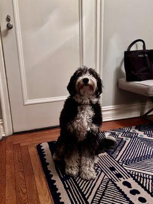 Sitting pretty like she's waiting for the cover shoot of Dogue: Thanks to Pupculture grooming she's ready for her closeup.