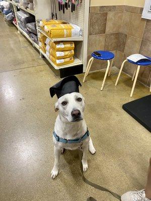 Dog training graduation