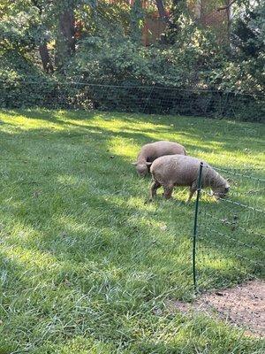 Munching on our grass