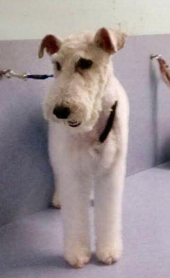 Wire fox terrier