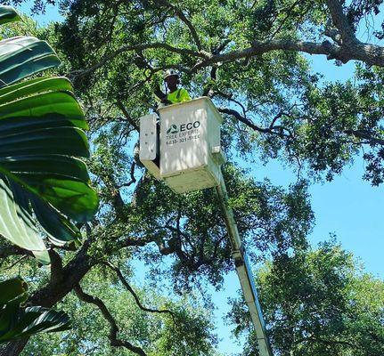 Tree Service in West Palm Beach. Call Today 833-321-TREE