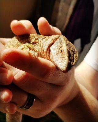 Our 6 month old male Savannah Monitor, Crowley