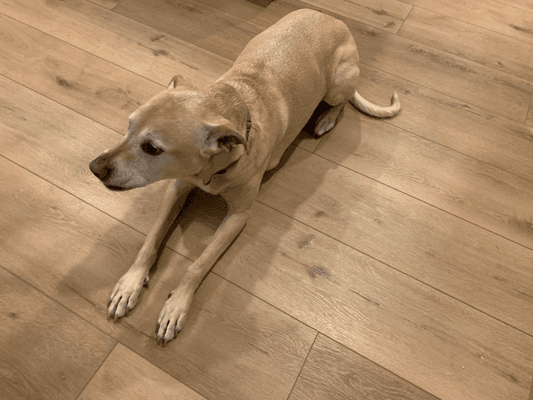 Coretec Cairo Oak Dog Friendly Vinyl Plank Flooring